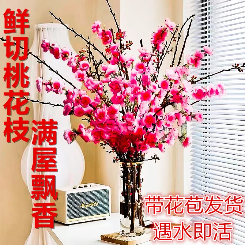 带花水培桃花枝树干枝鲜花室内插花花卉盆栽鲜切水养绿植物年宵花