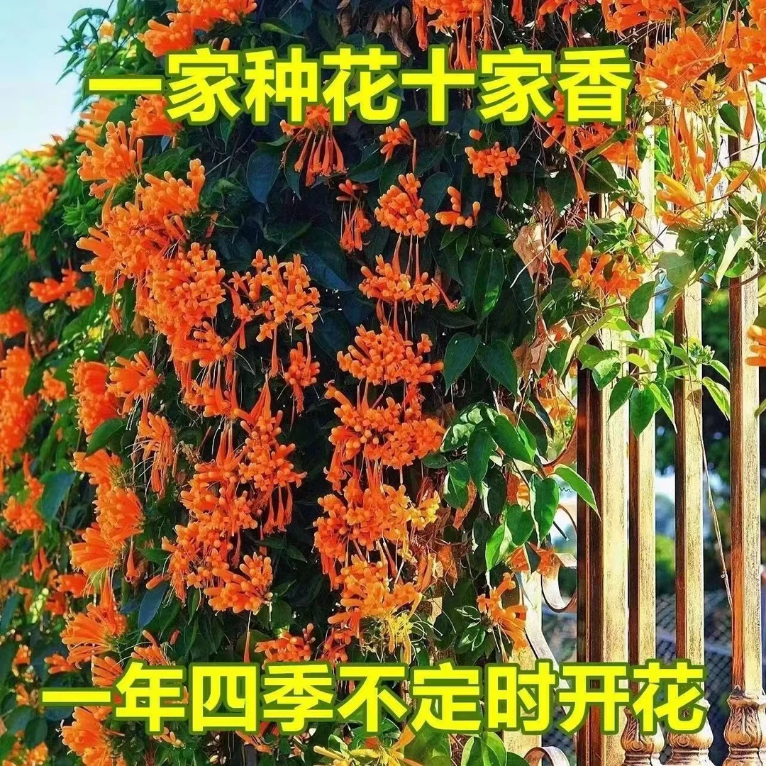 炮仗花苗爬藤花卉四季开花常青绿植攀援庭院围墙老藤垂吊花苗植物