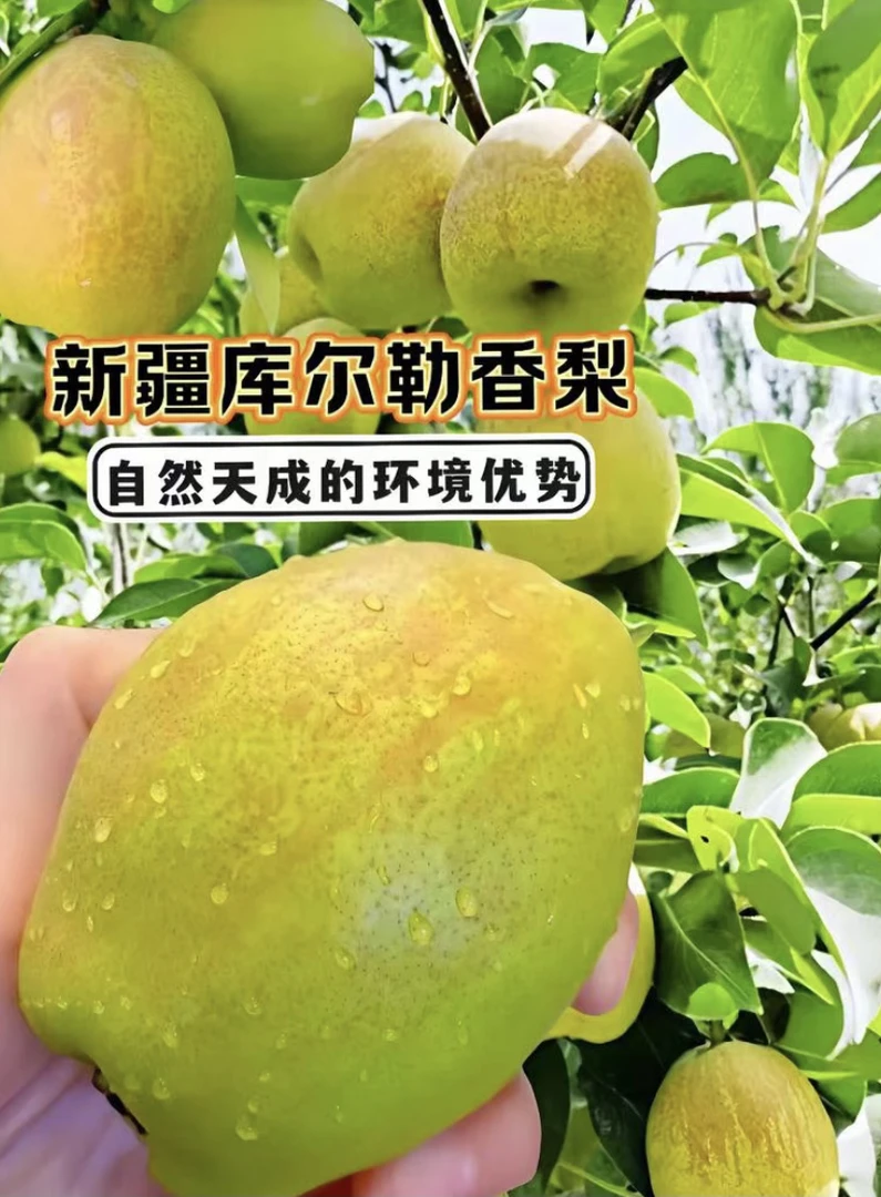 新疆库尔勒香梨（特级果）净重约4斤