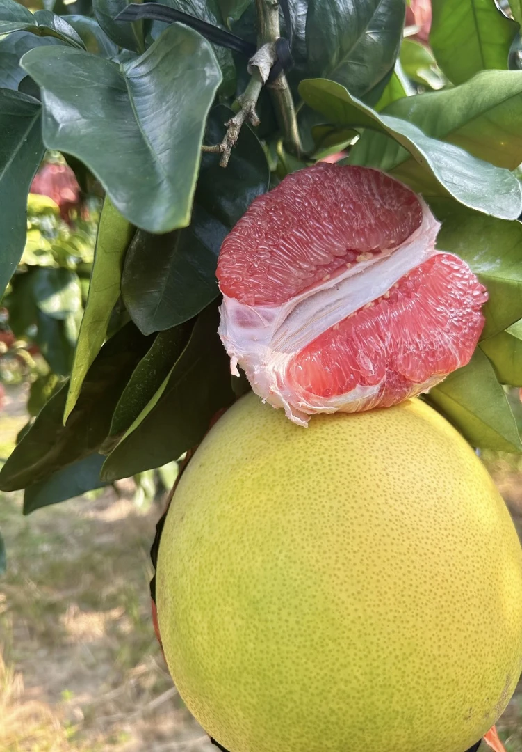 福建琯溪三红蜜柚