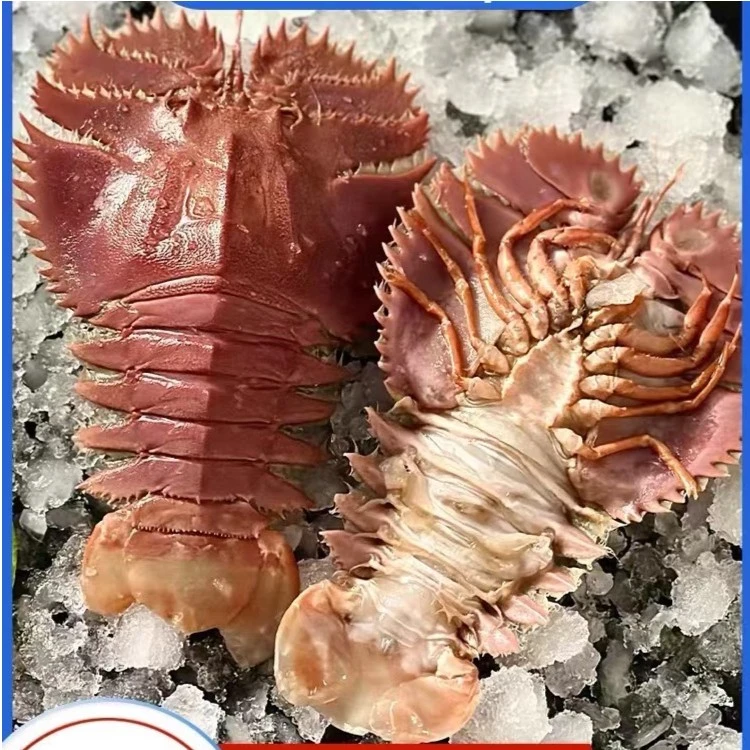 舟山琵琶虾新鲜九齿扇虾海鲜虾姑濑尿虾生鲜水产鲜活冷冻爬虾