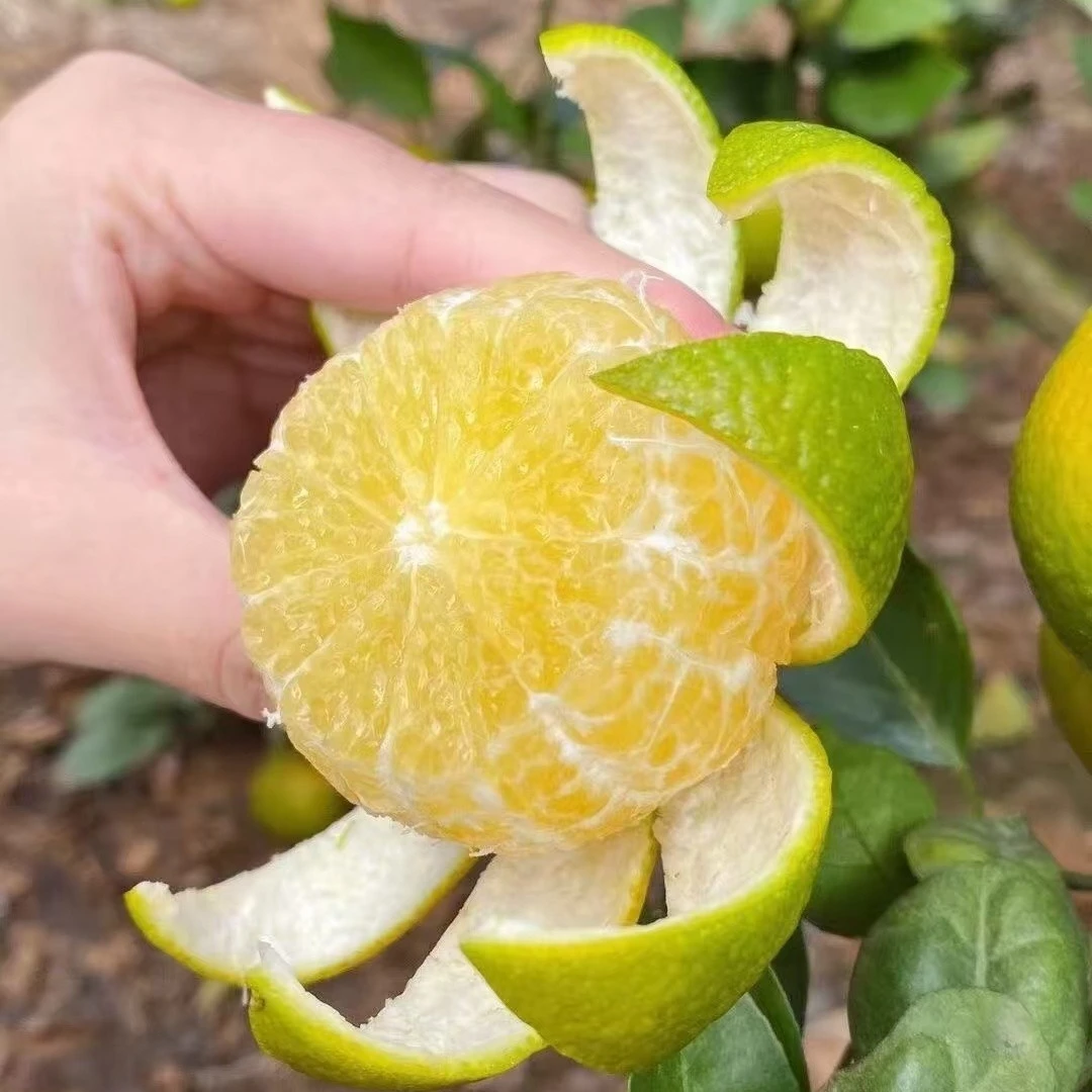 【早熟皇帝柑苗】正宗枳壳砧木嫁接 盆栽地栽小院子种植 南北方种植