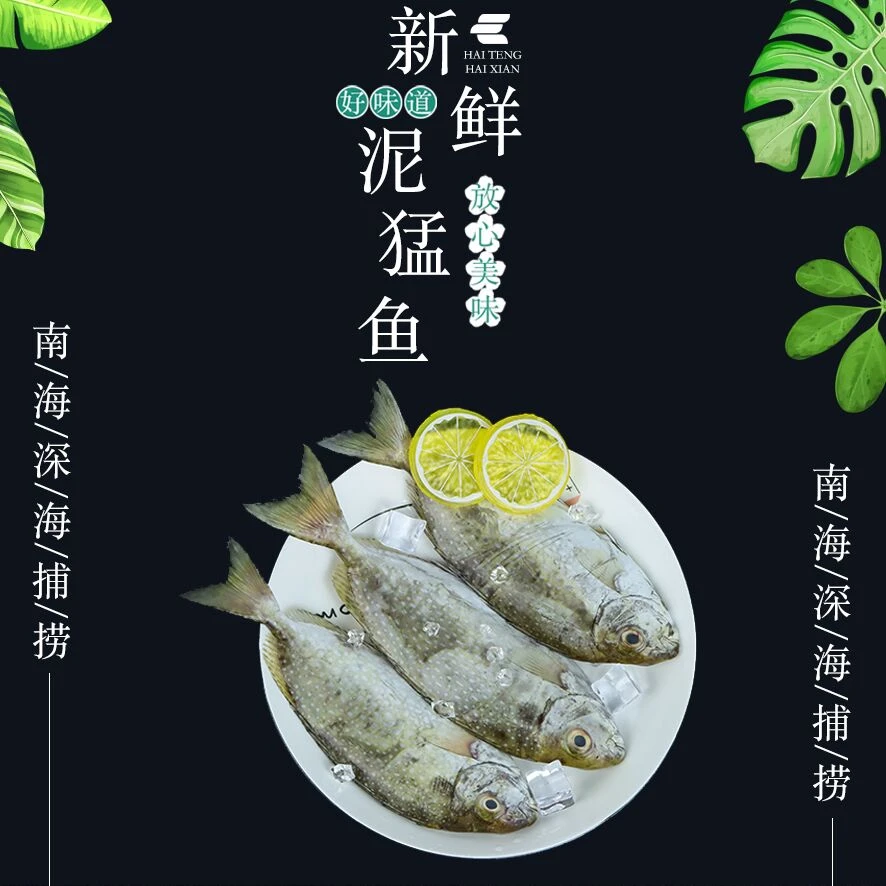 （海鲜生）野生海捕泥猛鱼黄提苦提臭肚鱼（肚子微苦介意慎拍）