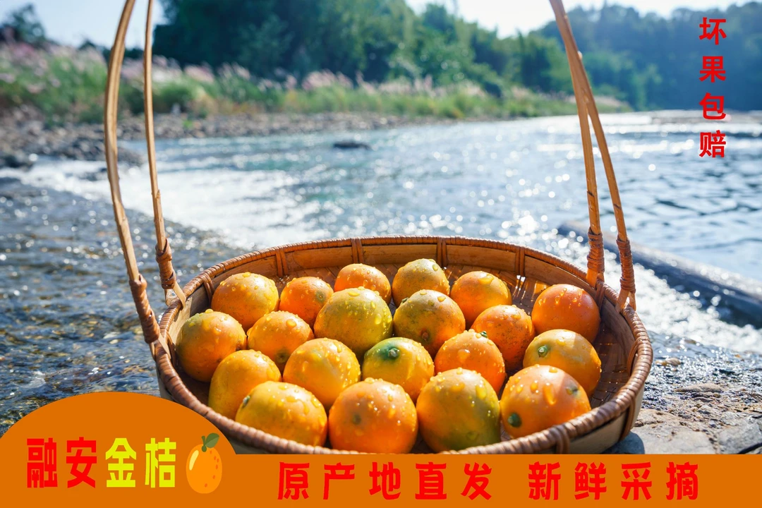 正宗广西柳州融安大将脆密金桔原产地直发自产自销纯甜无酸不麻嘴