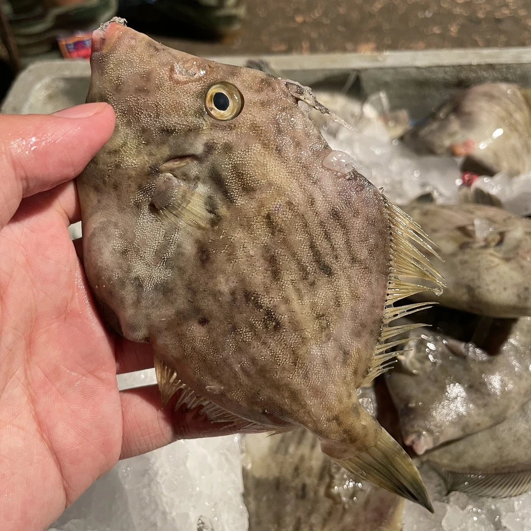 【直播专享】圆迪剥皮鱼扒皮 当日海捕海鲜潮汕深海鱼顺丰冷链运输