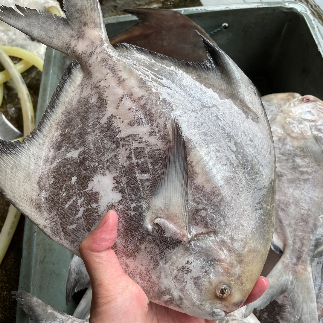 【冰瞳专属】海门本港 斗鲳鱼 新鲜斗鲳鱼顺丰冷链发货