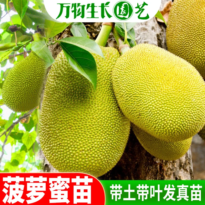 菠萝蜜苗树苗果苗嫁接苗木菠萝苗常绿 马来西亚1号黄肉红肉地盆栽