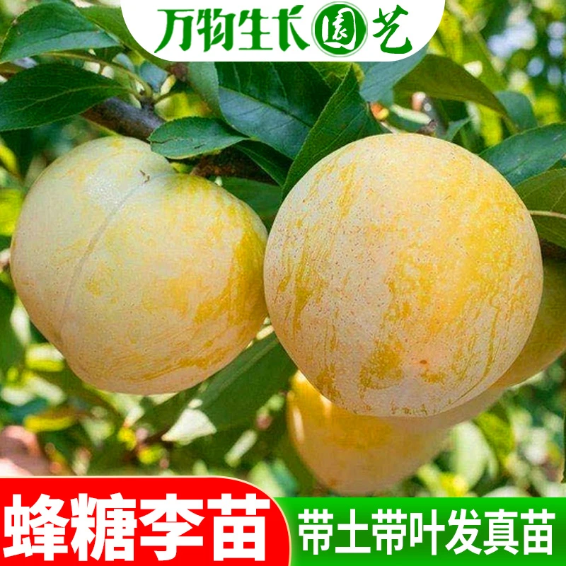 蜂糖李子树苗 嫁接苗木特大脆李四川李树果苗南方苗木 新品种果树