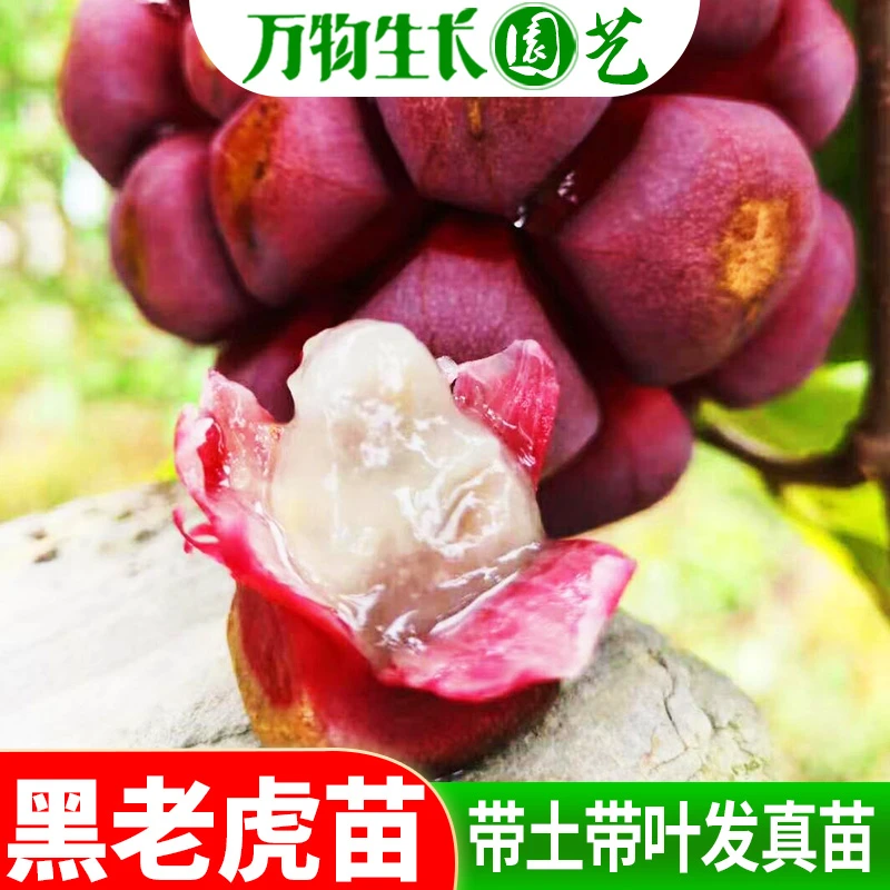 果树苗布福娜野生黑老虎树苗水果苗爬藤酒饭团南北方种植当年结果