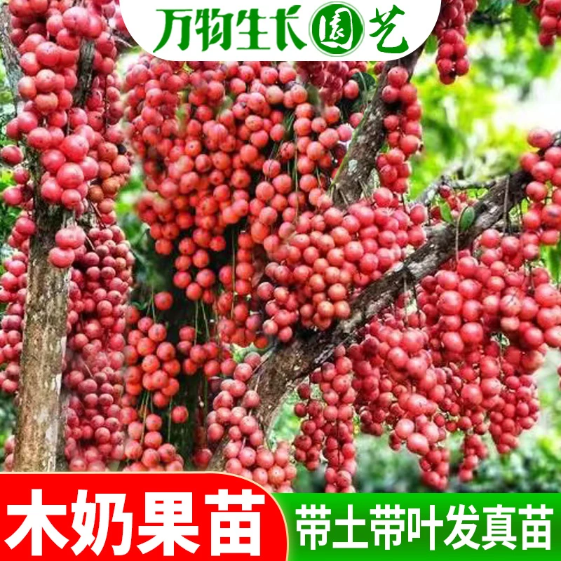泰国木奶果苗三丫果甜木奶果木荔枝白皮山萝葡野黄皮树山豆木荔枝
