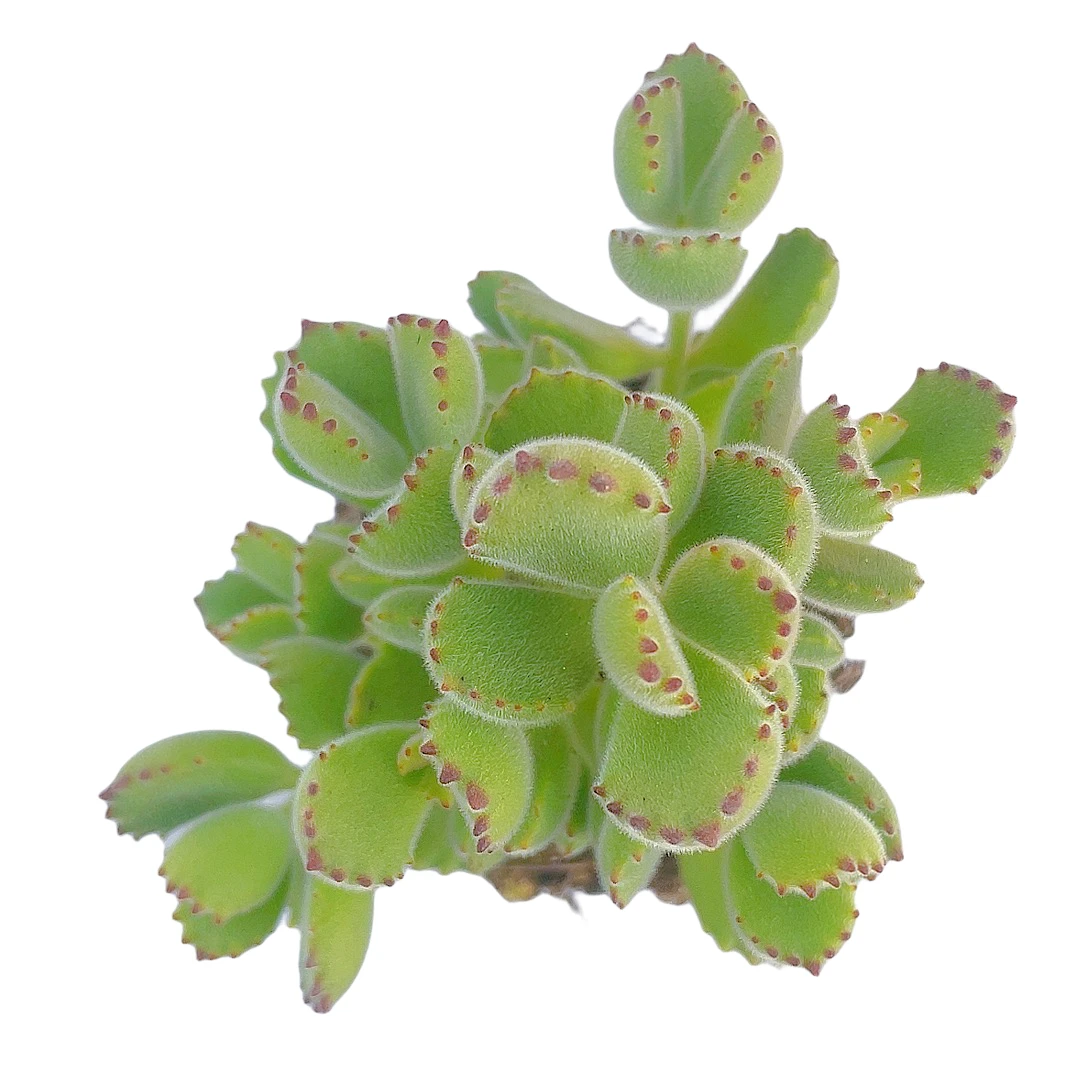 熊童子多肉满9.99包邮简单空气种植冬季夏季叶子根部发货实物拍下