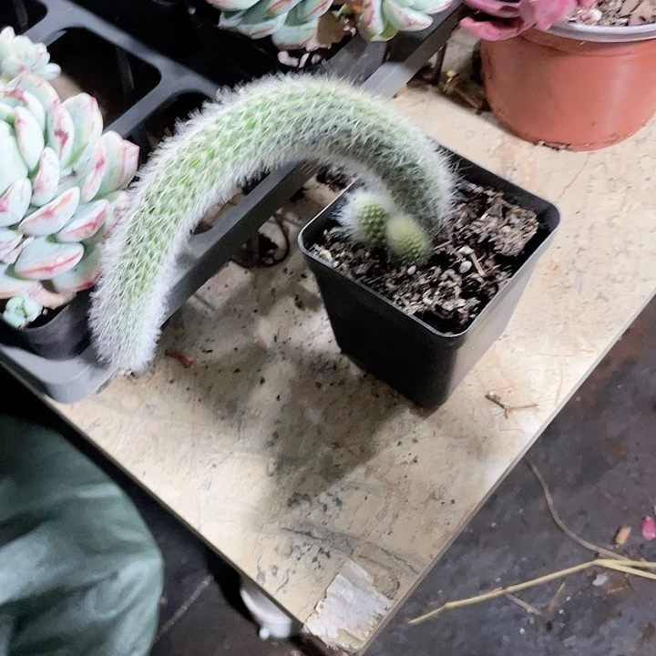 九尾带2个崽子起，带土团发3盆