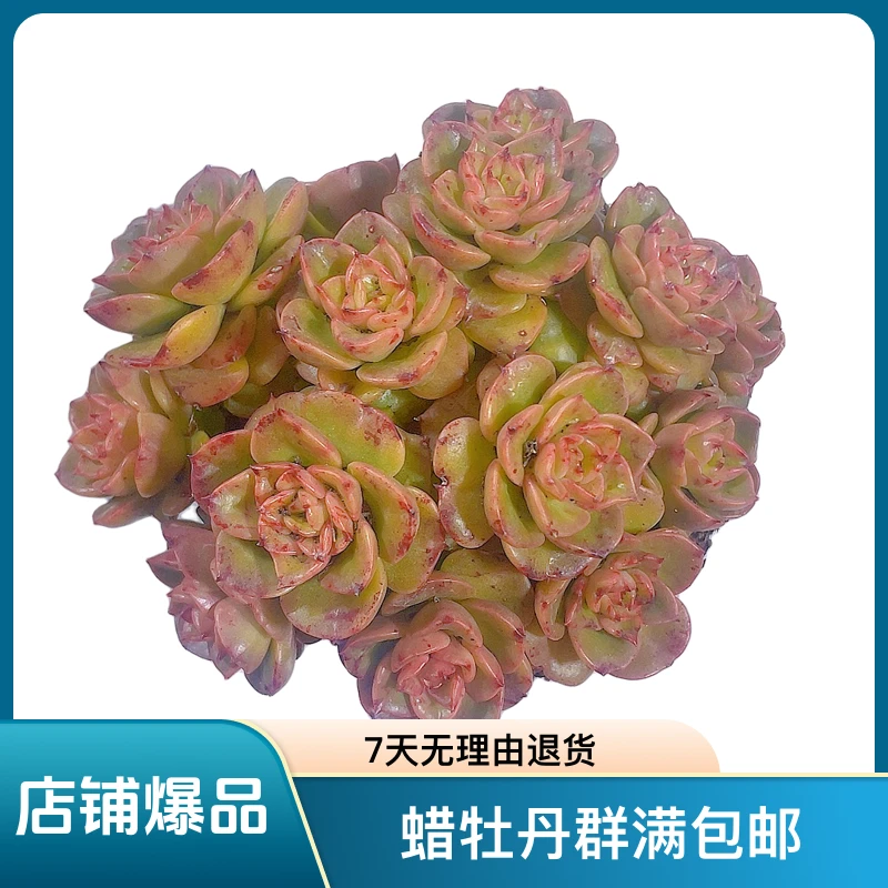蜡牡丹群满9.99包邮裸根发简单种植冬季夏季空气叶子根部下面