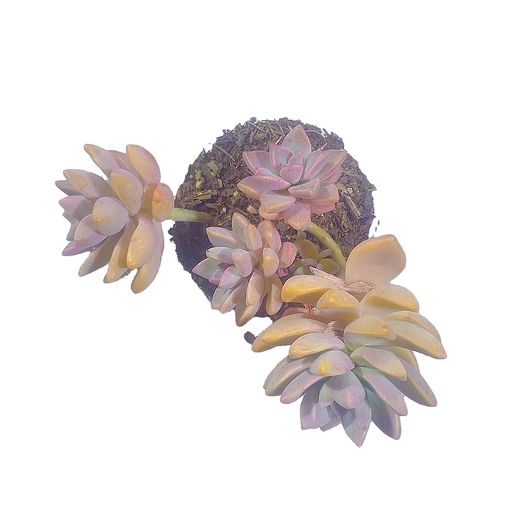 淡雪幽灵公主满9.99包邮裸根发多肉简单冬季夏季种植根部叶子发货