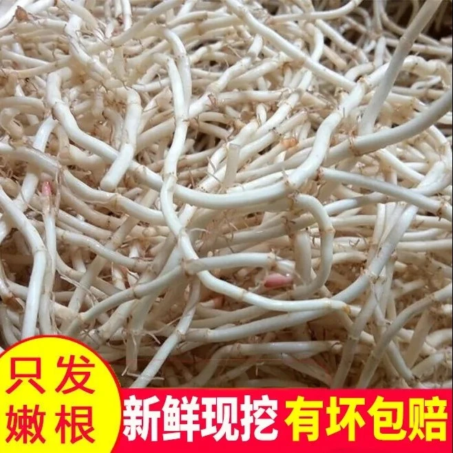 折耳根新鲜鱼腥草嫩根节节根脆嫩当季蔬菜贵州四川凉拌下饭菜即食