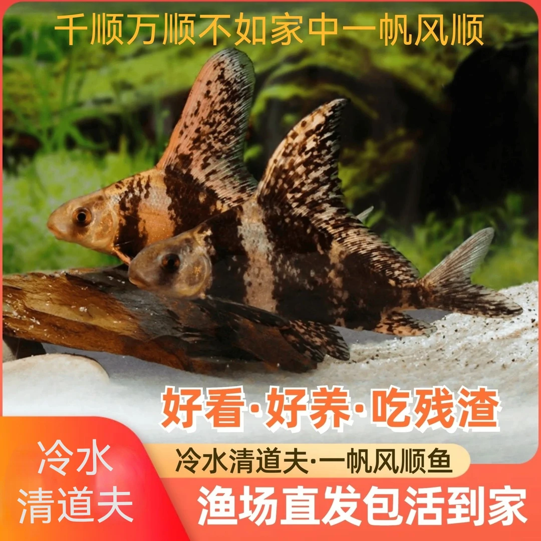 冷水鱼淡水鱼一帆风顺鱼美人鱼鱼缸清洁工好养易活