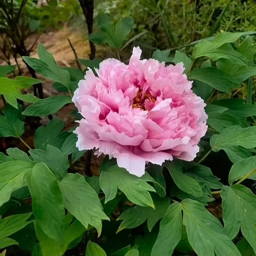 【新桃园】洛阳新世界牡丹基地直发