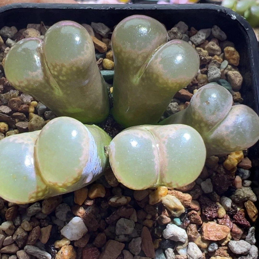 【闪购商品】@****妞日系红风铃