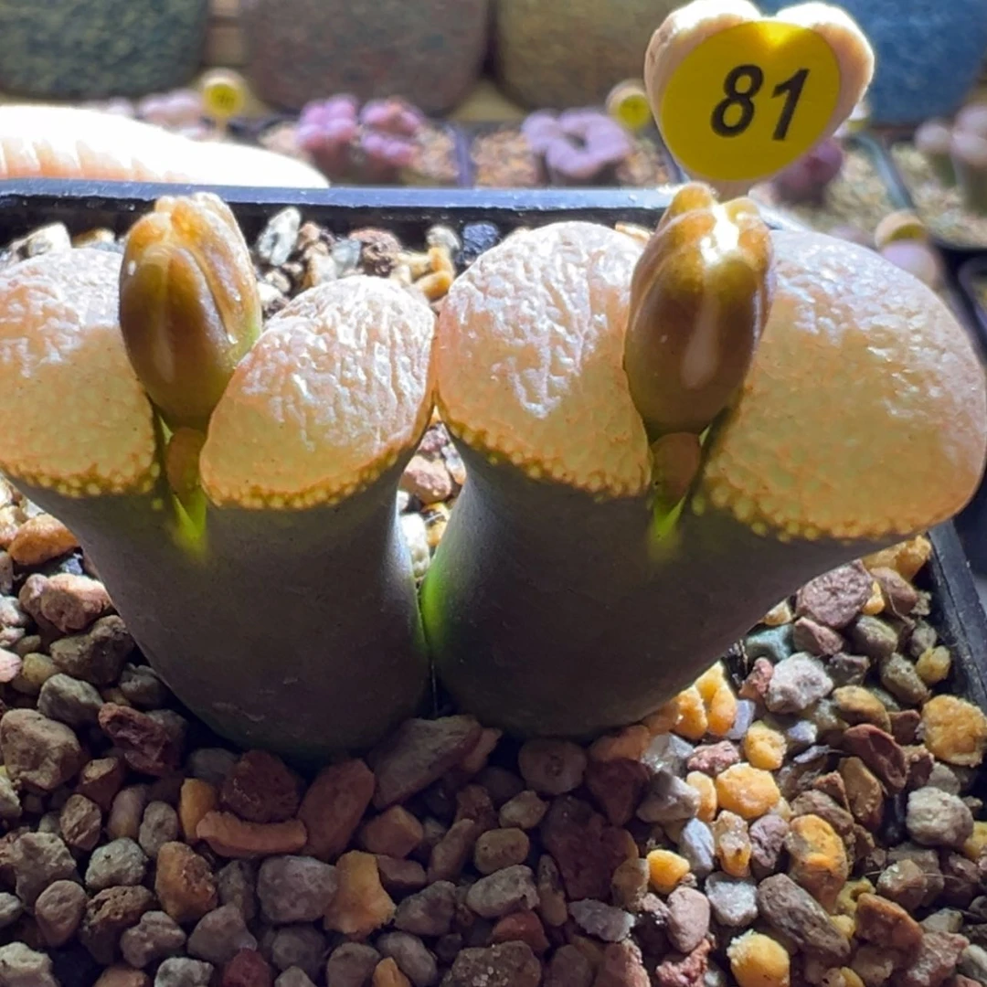 【闪购商品】紫体橘窗