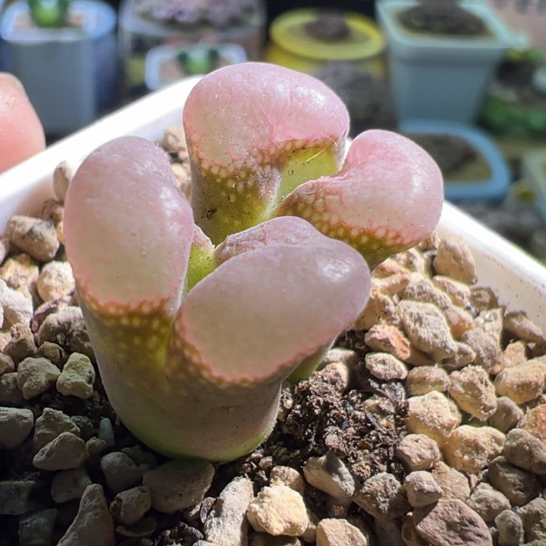 【闪购商品】密****尊粉c杂