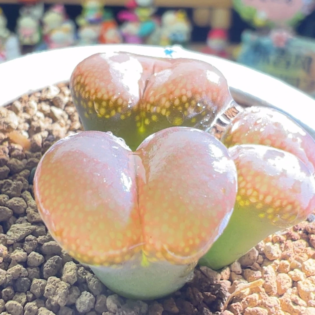 【闪购商品】C10杂交