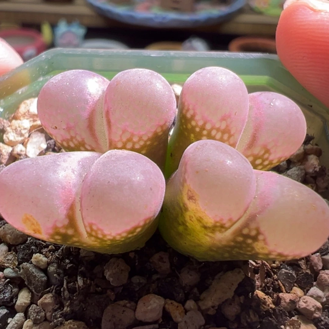 【闪购商品】日系大红风铃