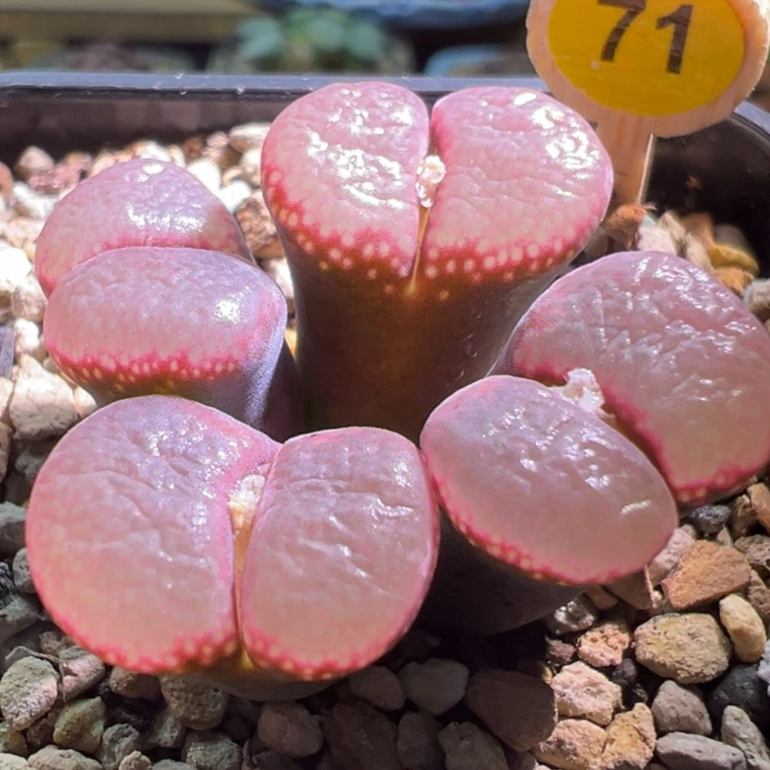 【闪购商品】@****妞补71号