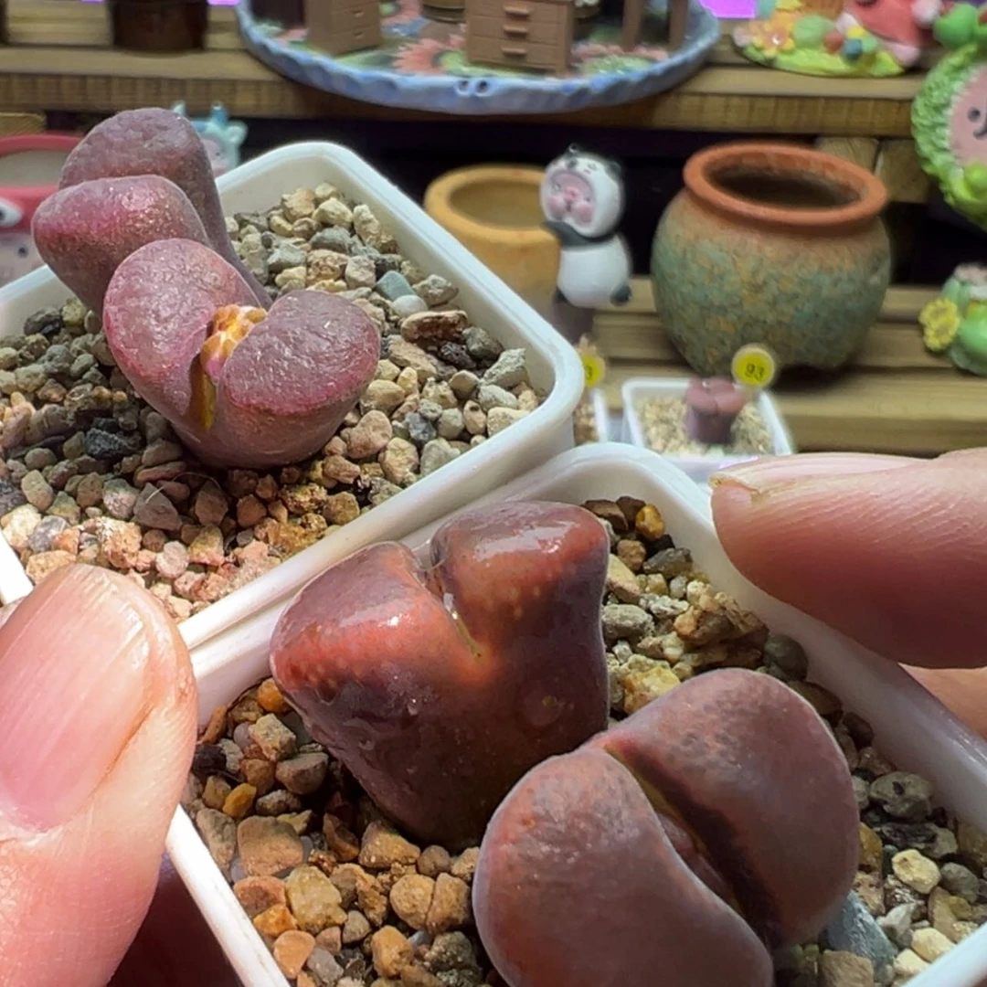 【闪购商品】西***皮炸福利