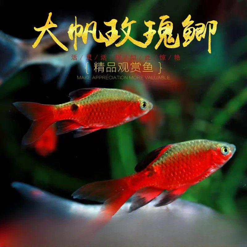 大帆玫瑰鲫 小卫水族