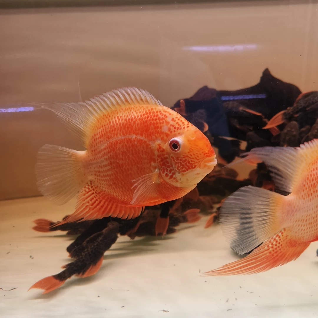 小卫甄选 | 菠萝鱼 红钻菠萝鱼活体养殖饲养混养活体养殖发货