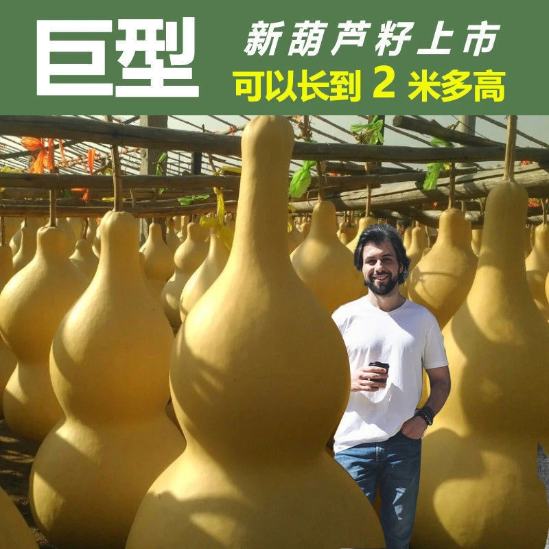 巨型葫芦特大葫芦种子大亚腰盆栽西瓜阳台庭院手捻葫芦籽文玩观赏