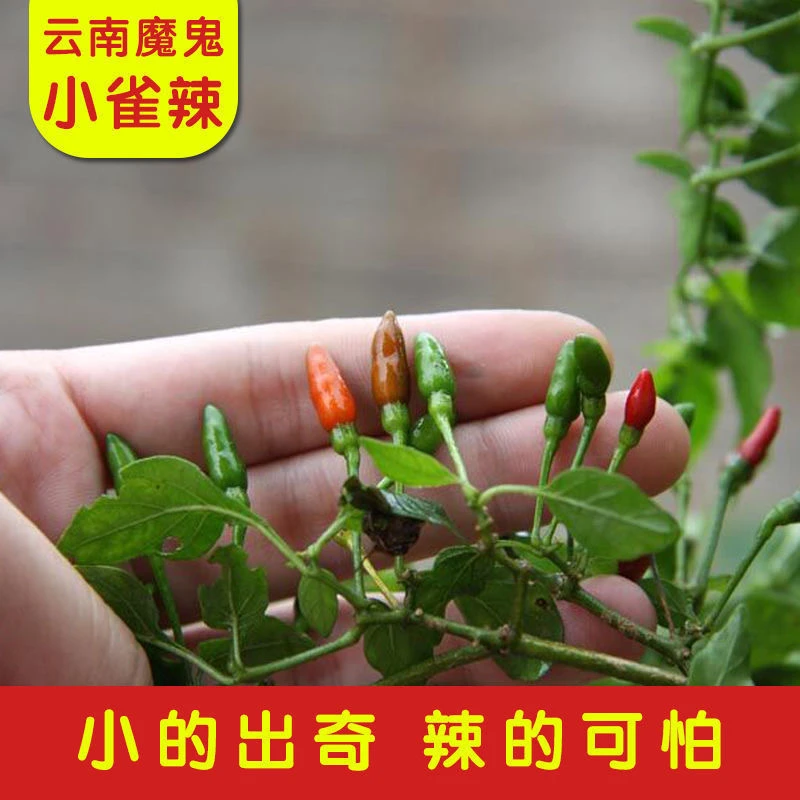 小雀辣椒种子迷你小辣椒籽盆栽观赏可食用特辣爆辣春夏秋四季蔬菜