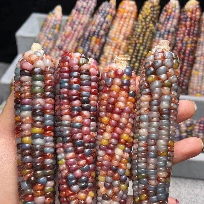 七彩文玩彩玉米礼物血丝小玉米种子