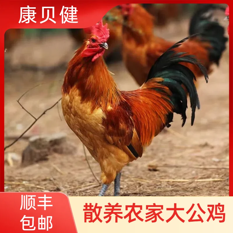 【农村海哥】放养大公鸡肉质鲜嫩两只毛重8-9斤净重5-6斤
