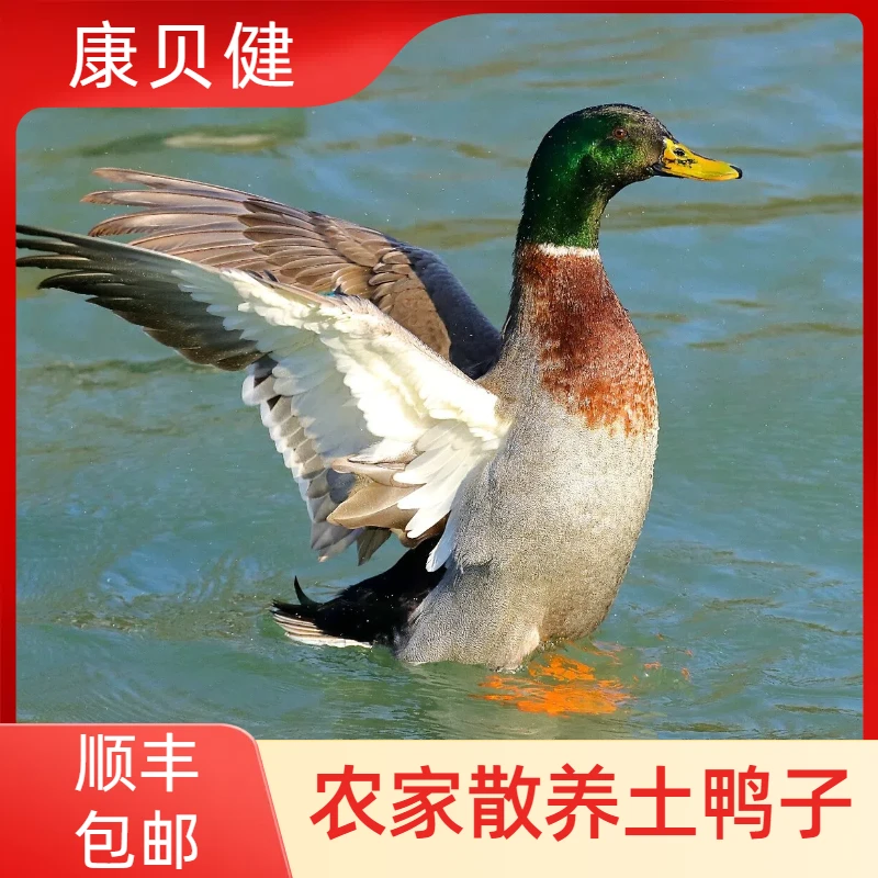 【桂花直播专属】农家散养嫩鸭子土鸭子毛重12斤净重7-8斤