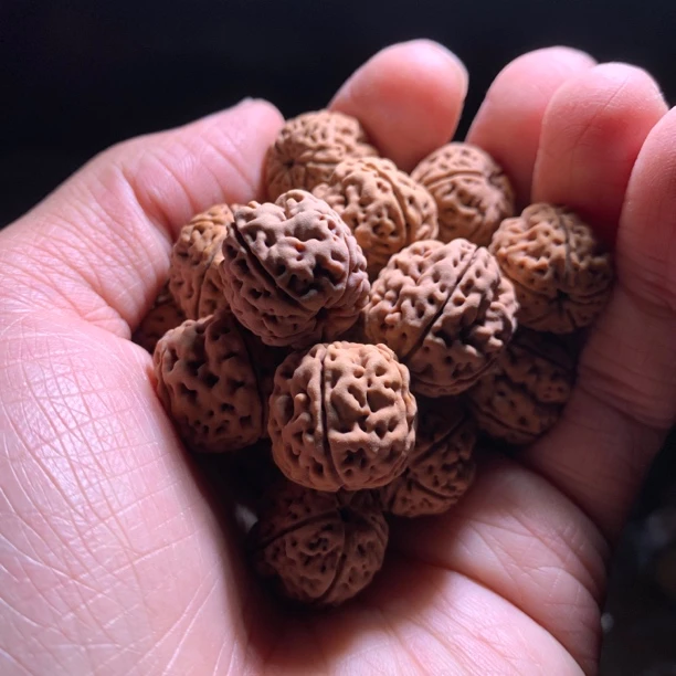 勿里达巨无霸盘龙 高端毕业小金刚菩提手串