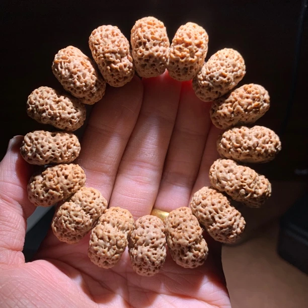 ［五星双龙夹板］高端五星蜂王毕业板王大金刚