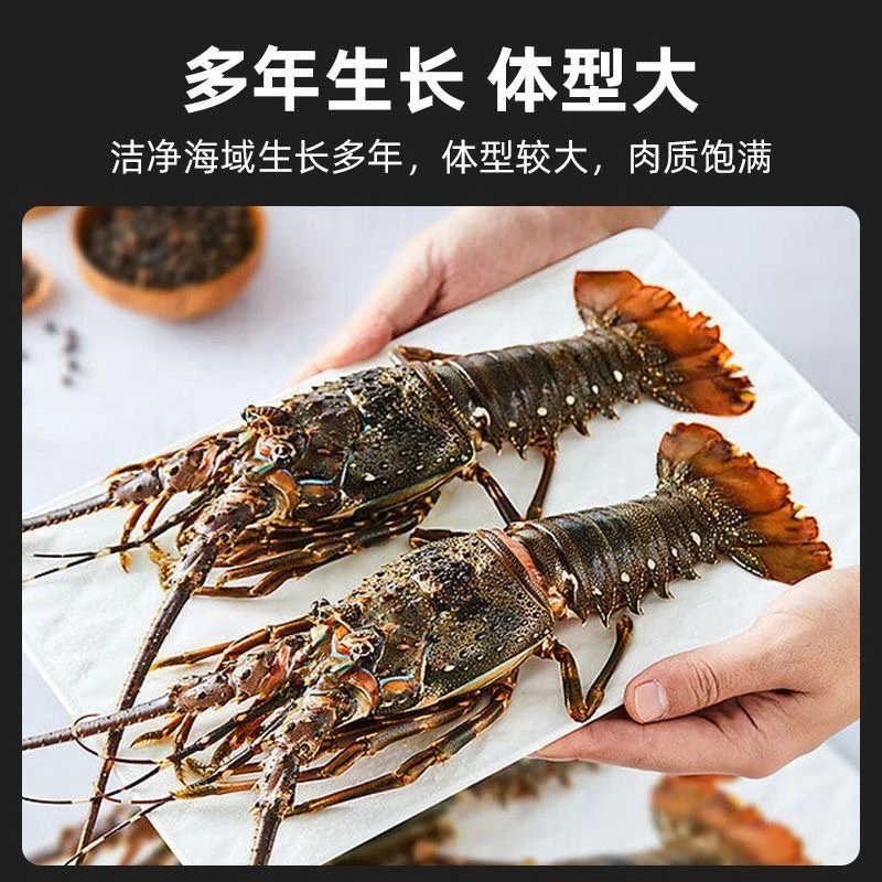 【三只装】东山岛小青龙速冻海鲜澳洲龙虾大龙虾水产冻大青龙