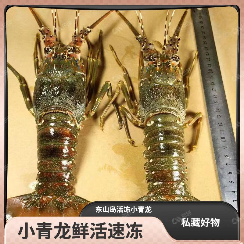 【三只装】东山岛小青龙速冻澳洲龙虾大龙虾海鲜水产冻大青龙