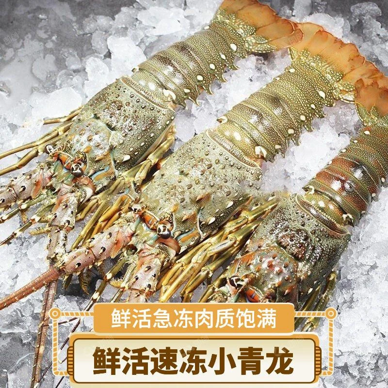 【专属链接】礼盒装小青龙