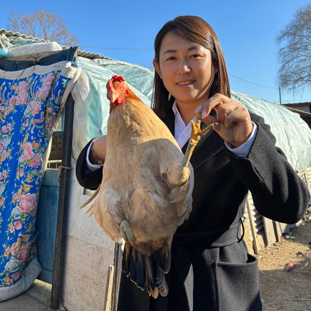【3年以上老母鸡】农家散养3年以上老品种黄油老母鸡，粮食喂养