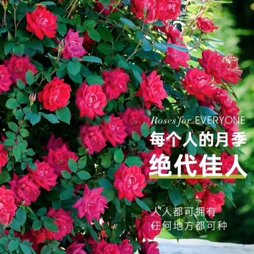 正版授权苗红色重瓣绝代佳人灌木丰花低维护月季耐寒耐热花卉植物