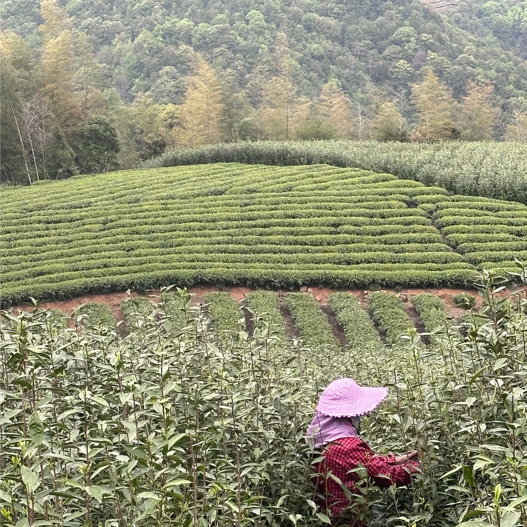 【直播福利品鉴链接】 2025一级白牡散茶＋饼茶各5g