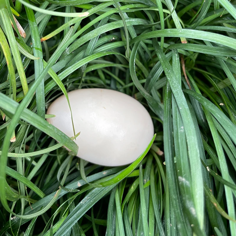 乡下土鸡蛋山地放养鸡野生蛋