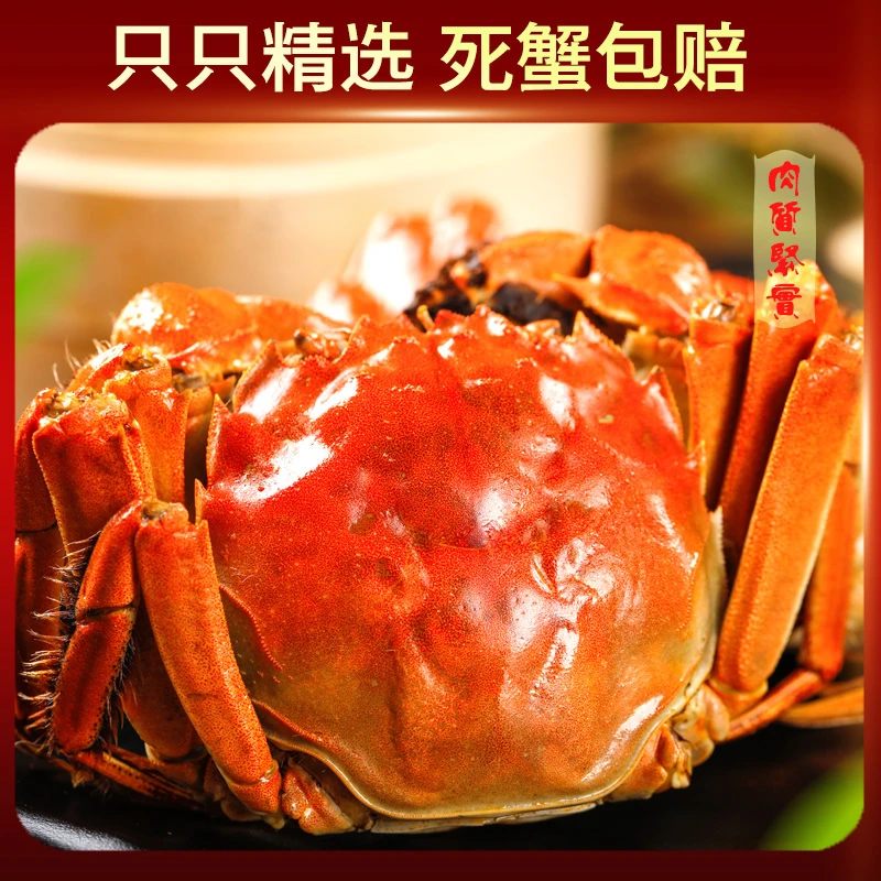 7【活蟹】江苏螃蟹鲜活大闸蟹全母3.5两6只/8只/10只京东顺丰