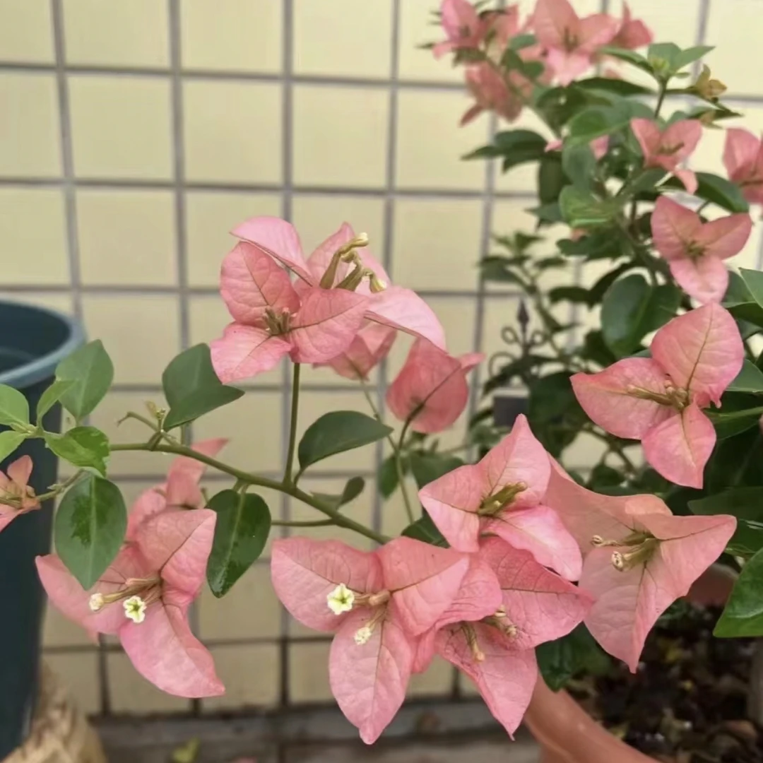 卡雅塔 三角梅传闻一物一拍