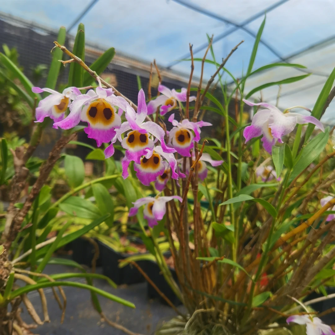 猫头鹰石斛昭觉 4-6月开气生根植物仅花图展示