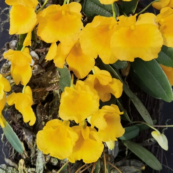 龟背石斛苔藓球绑植春季花期4-5月开黄色花多年生植物花图展示