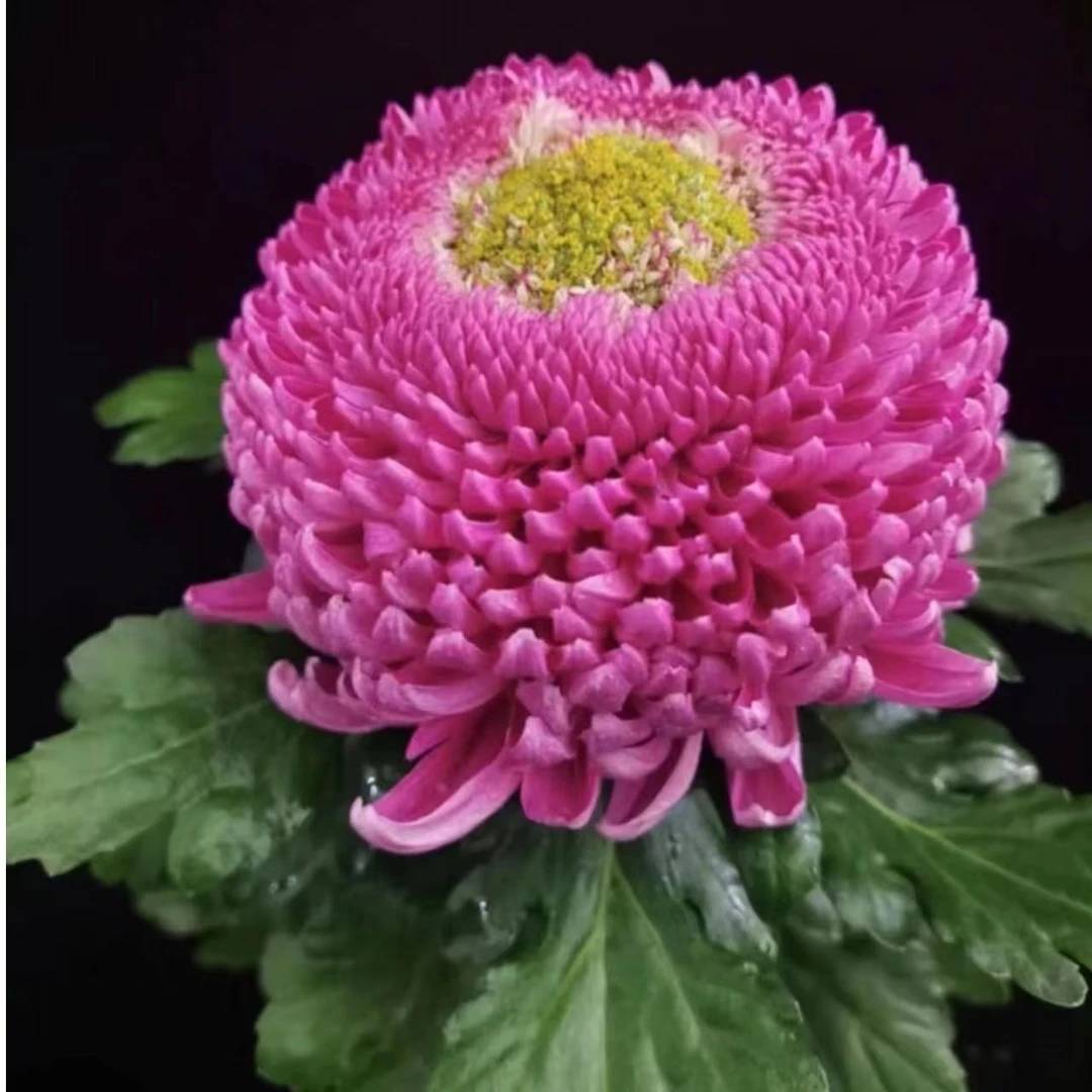 【洹水映月】独本菊花盆栽 精品大花菊花苗耐 带花苞发货好养活春天