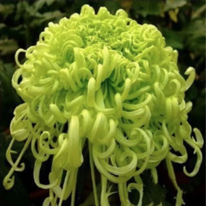 【盘龙碧玉】大花丝菊盆栽九月菊四季开花室内外花卉植物带花苞发货